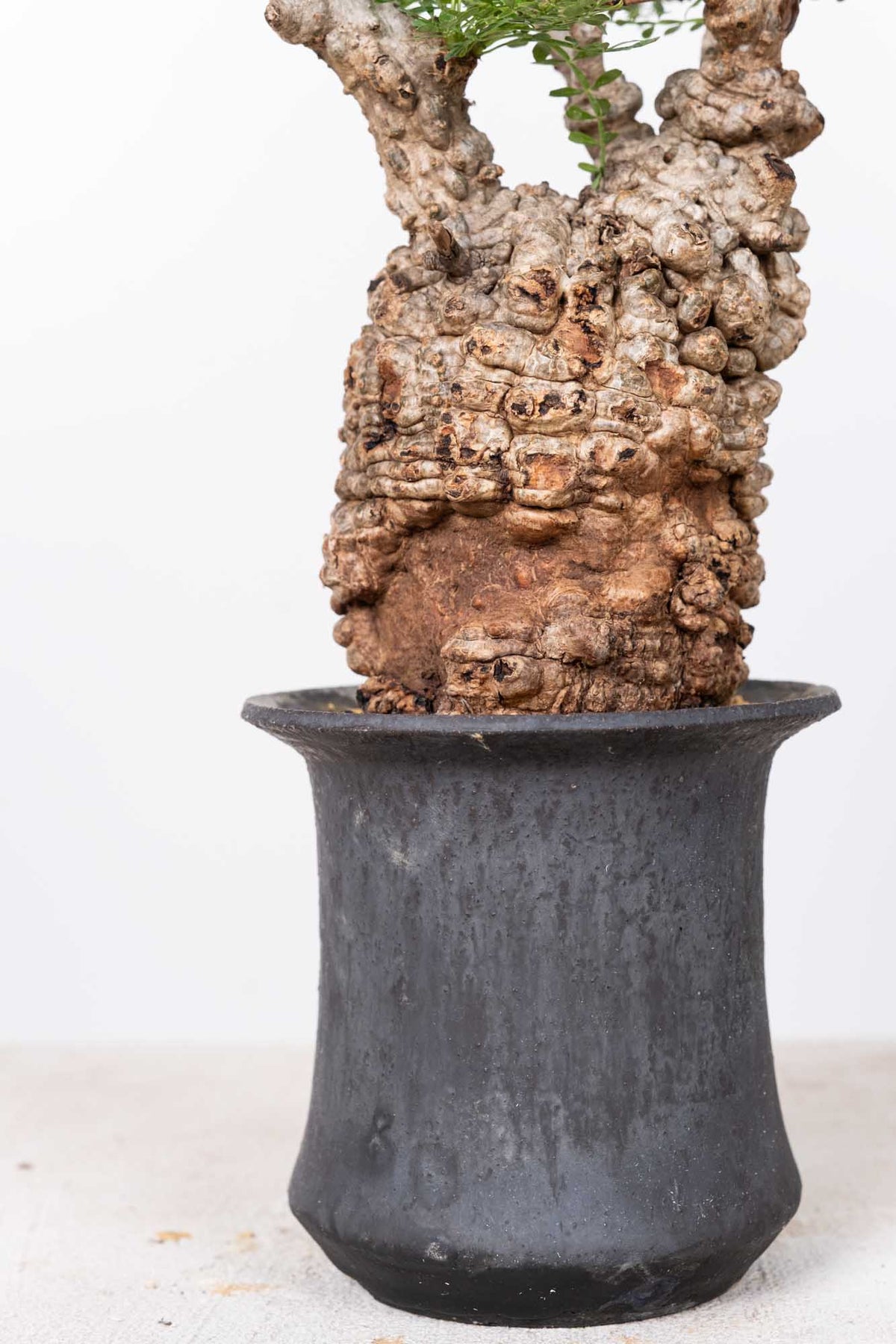 オペルクリカリア・パキプス / OPERCULICARYA PACHYPUS – KOMO