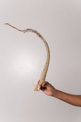 TN38アデニア アクレアータ Adenia aculeata