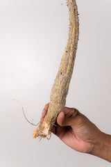 TN38アデニア アクレアータ Adenia aculeata
