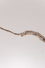 TN38アデニア アクレアータ Adenia aculeata