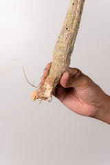 TN38アデニア アクレアータ Adenia aculeata