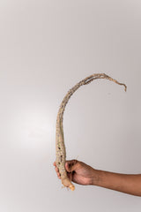 TN38アデニア アクレアータ Adenia aculeata