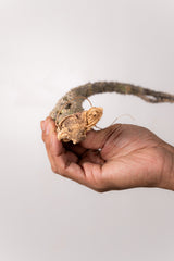 TN38アデニア アクレアータ Adenia aculeata