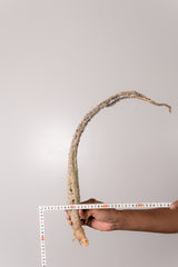 TN38アデニア アクレアータ Adenia aculeata