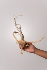 TN39アデニア アクレアータ Adenia aculeata
