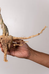 TN39アデニア アクレアータ Adenia aculeata
