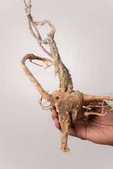 TN39アデニア アクレアータ Adenia aculeata