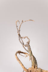 TN39アデニア アクレアータ Adenia aculeata