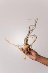 TN39アデニア アクレアータ Adenia aculeata
