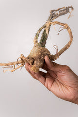 TN39アデニア アクレアータ Adenia aculeata