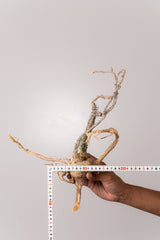 TN39アデニア アクレアータ Adenia aculeata