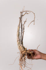 TN41アデニア アクレアータ Adenia aculeata