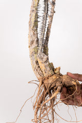 TN41アデニア アクレアータ Adenia aculeata