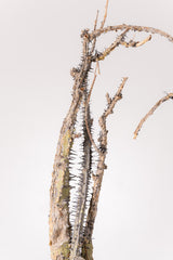 TN41アデニア アクレアータ Adenia aculeata