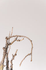 TN41アデニア アクレアータ Adenia aculeata