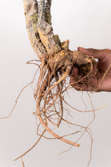 TN41アデニア アクレアータ Adenia aculeata