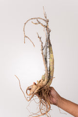 TN41アデニア アクレアータ Adenia aculeata
