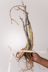 TN41アデニア アクレアータ Adenia aculeata