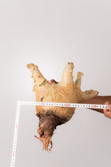 TN42キフォステンマ ウター Cyphostemma uter