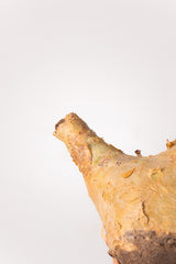 TN50キフォステンマ ウター Cyphostemma uter