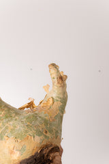 TN51キフォステンマ ウター Cyphostemma uter