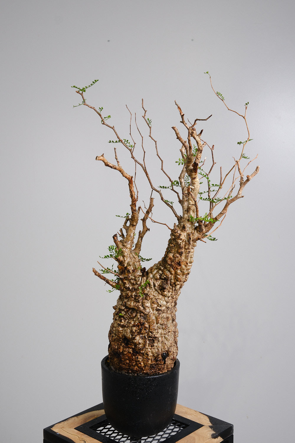 オペルクリカリア パキプス 現地株 発根済み YT-YF 作家鉢付き 5 発根済 Operculicarya Pachypus オペルクリカリア・パキプス