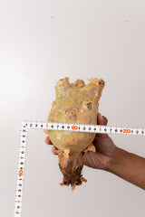 TN53キフォステンマ ウター Cyphostemma uter