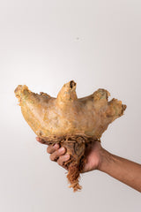 TN54キフォステンマ ウター Cyphostemma uter