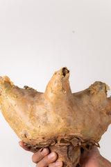 TN54キフォステンマ ウター Cyphostemma uter