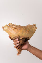 TN54キフォステンマ ウター Cyphostemma uter