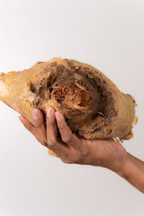 TN54キフォステンマ ウター Cyphostemma uter