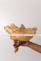 TN54キフォステンマ ウター Cyphostemma uter