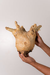 TN55キフォステンマ ウター Cyphostemma uter