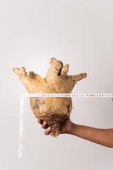 TN55キフォステンマ ウター Cyphostemma uter