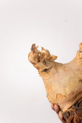 TN56キフォステンマ ウター Cyphostemma uter