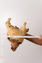 TN56キフォステンマ ウター Cyphostemma uter