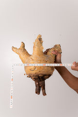 TN58キフォステンマ ウター Cyphostemma uter