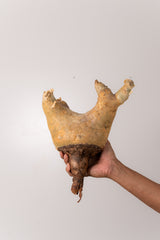 TN59キフォステンマ ウター Cyphostemma uter