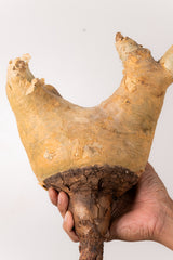 TN59キフォステンマ ウター Cyphostemma uter
