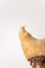 TN59キフォステンマ ウター Cyphostemma uter