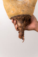 TN59キフォステンマ ウター Cyphostemma uter