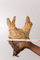 TN62キフォステンマ ウター Cyphostemma uter