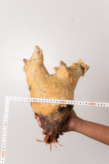 TN72キフォステンマ ウター Cyphostemma uter
