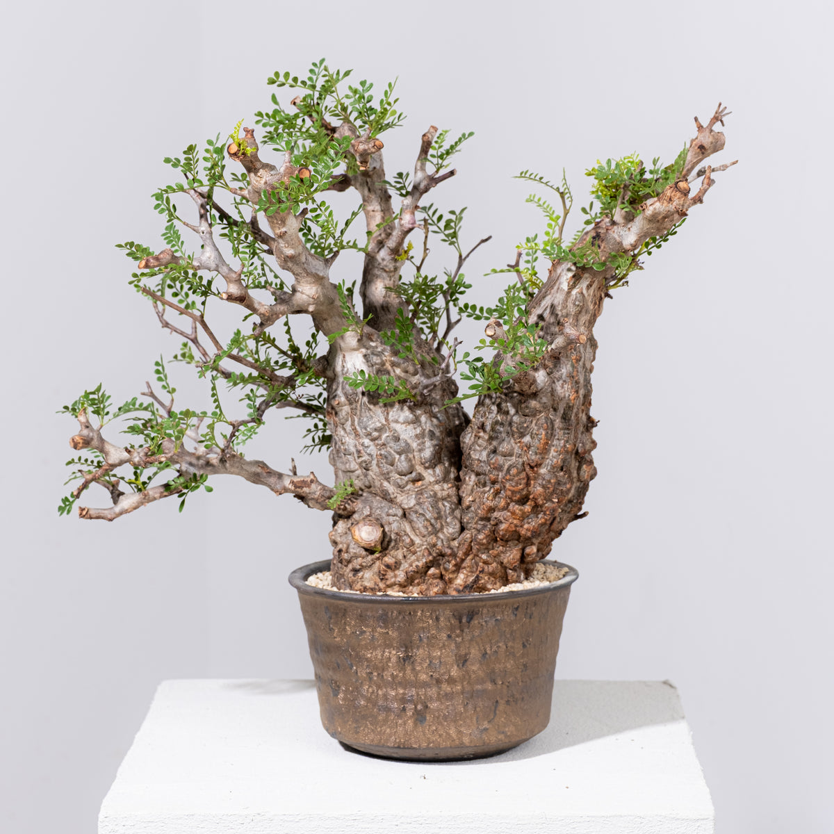 卯742 「初売りセール」オペルクリカリア　パキプス　2年株【発根株・Operculicarya pachypus・塊根植物・実生・葉落ち可能性】