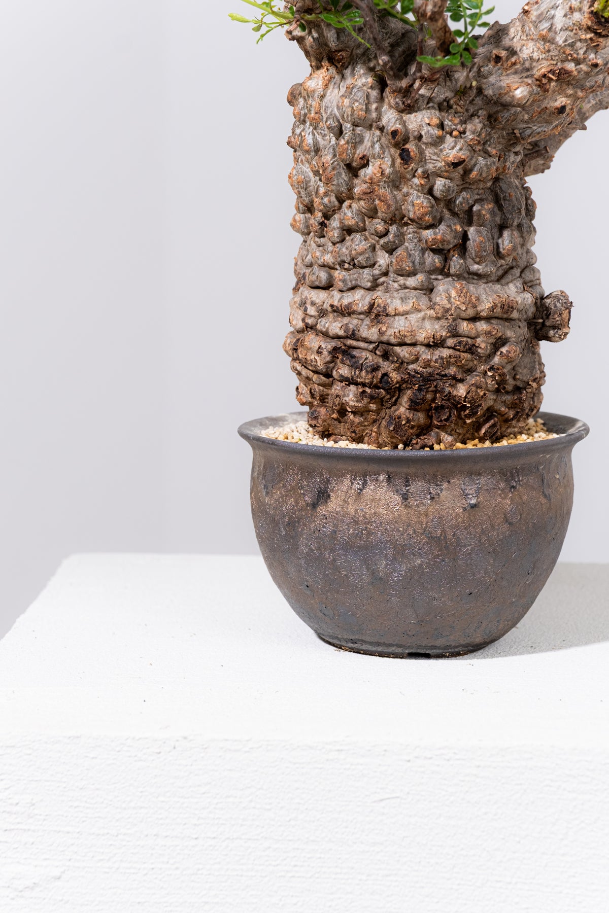 卯742 「初売りセール」オペルクリカリア　パキプス　2年株【発根株・Operculicarya pachypus・塊根植物・実生・葉落ち可能性】