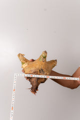 TN79キフォステンマ ウター Cyphostemma uter