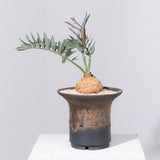 13 エンセファラルトス・ホリダス