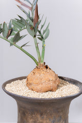 13 エンセファラルトス・ホリダス