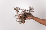 TN83コミフォラ エイル Commiphora sp. 'Eyl'