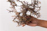 TN83コミフォラ エイル Commiphora sp. 'Eyl'